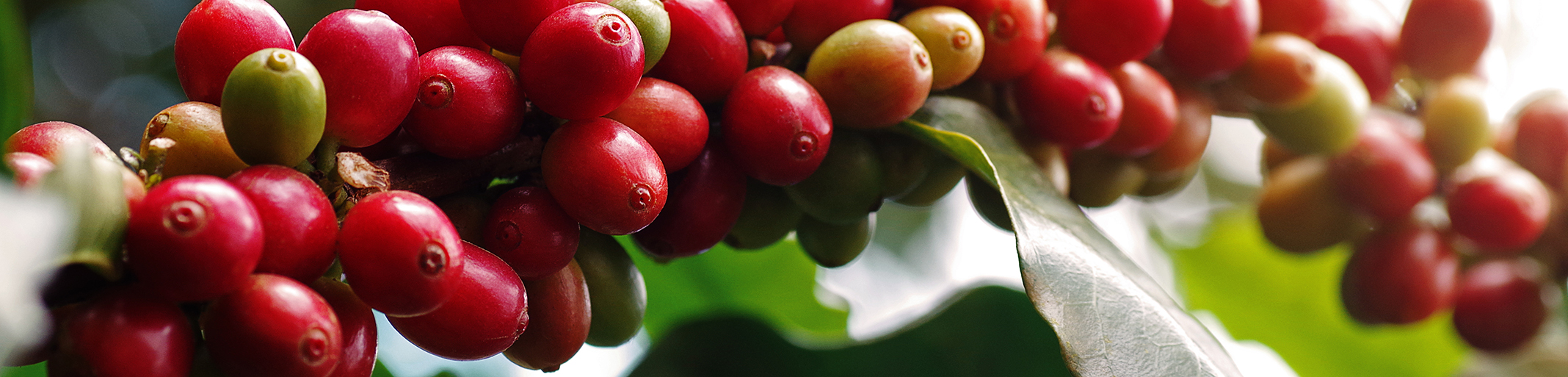 Ripe red coffee cherries ripening on the branch, ready for harvest